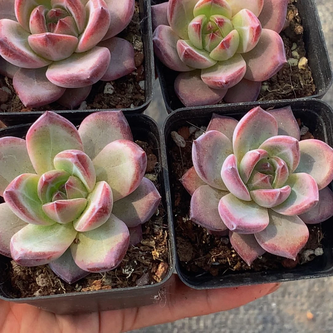 夜魔侠。好看。（满9.99包邮不满9.99发叶子）