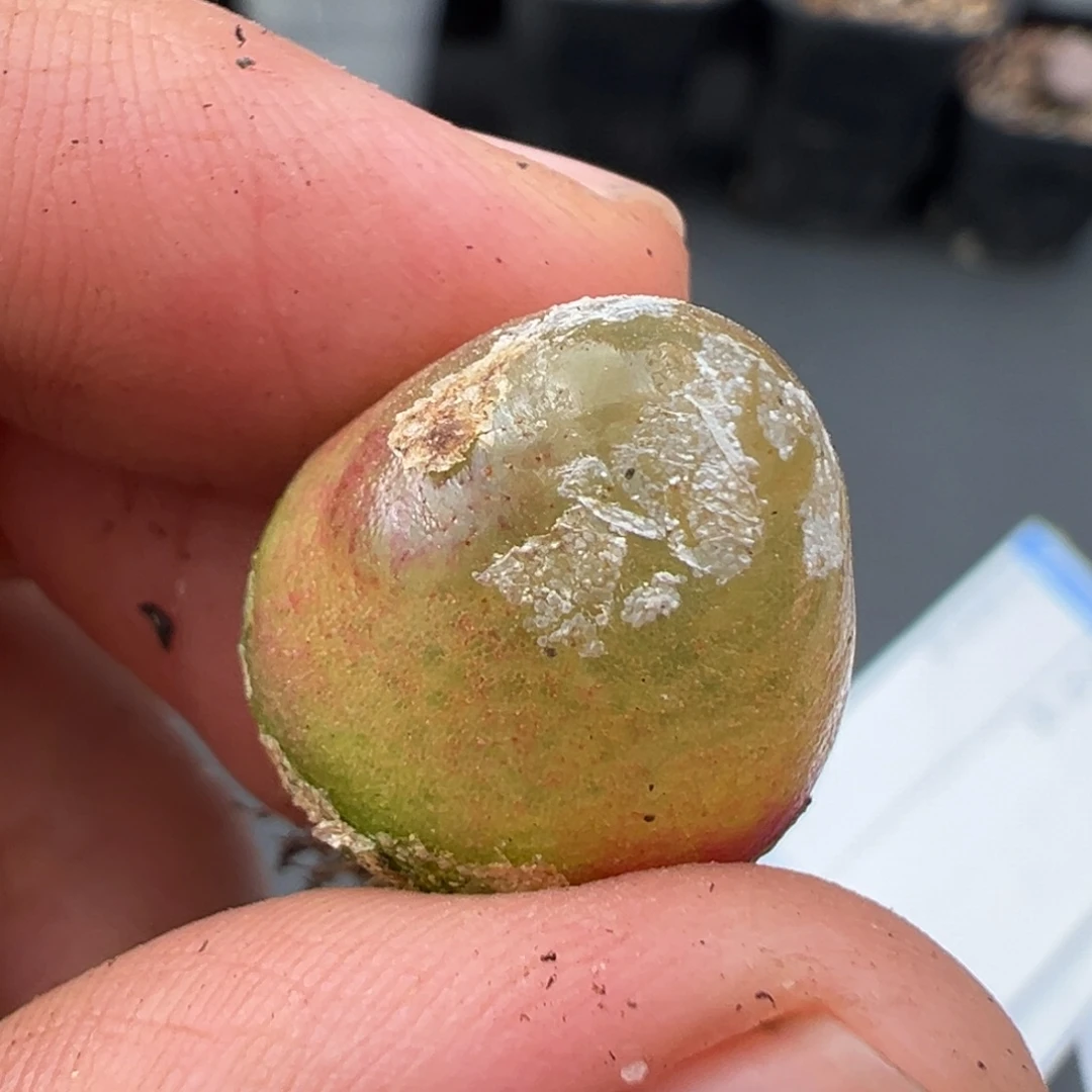 炸***包11.23好看的多肉脱土发货