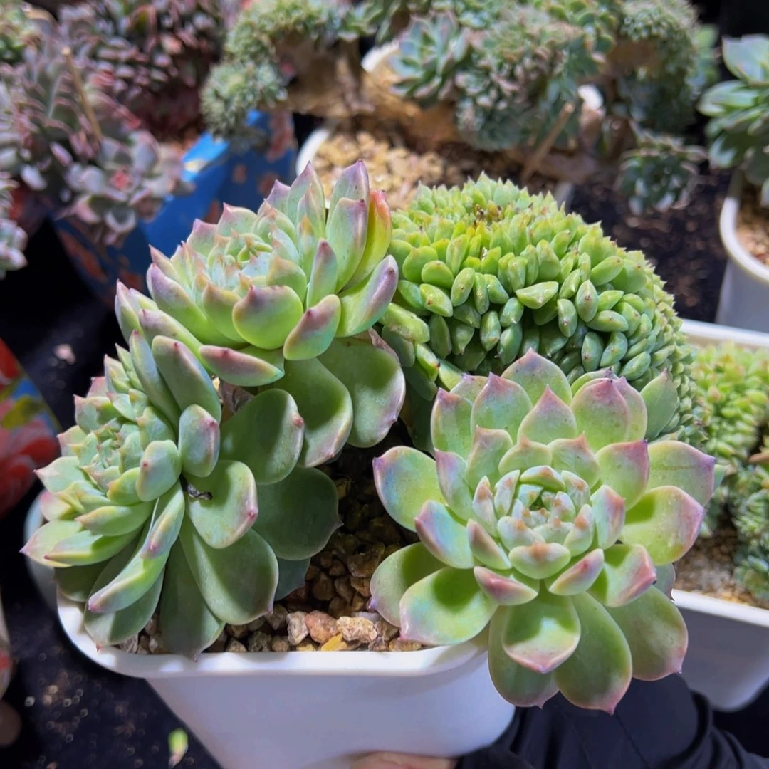 小桃花冰魄缀特价