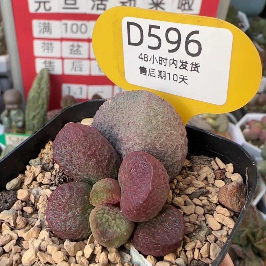 红烧肉。   596。