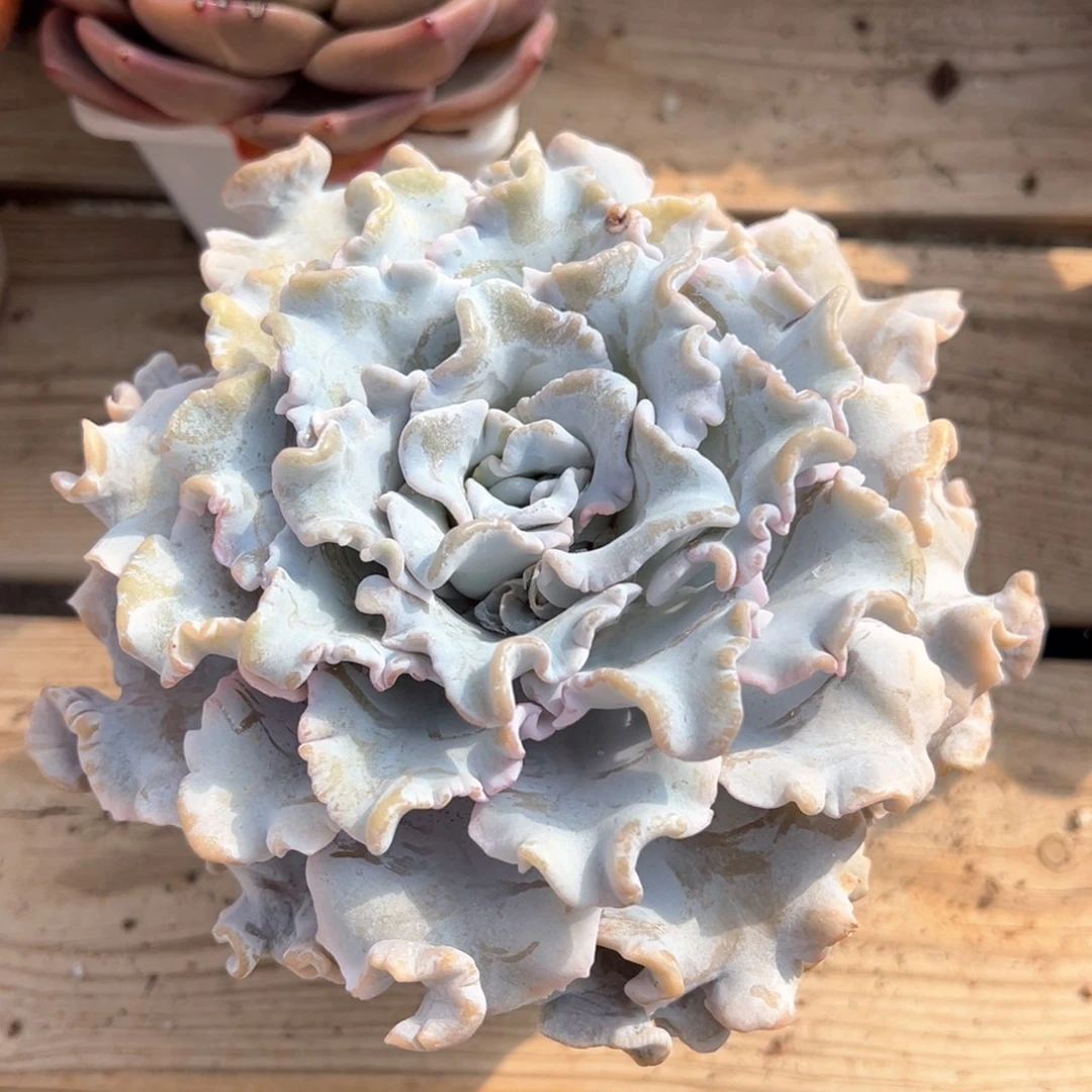 芭蕾舞者多肉植物