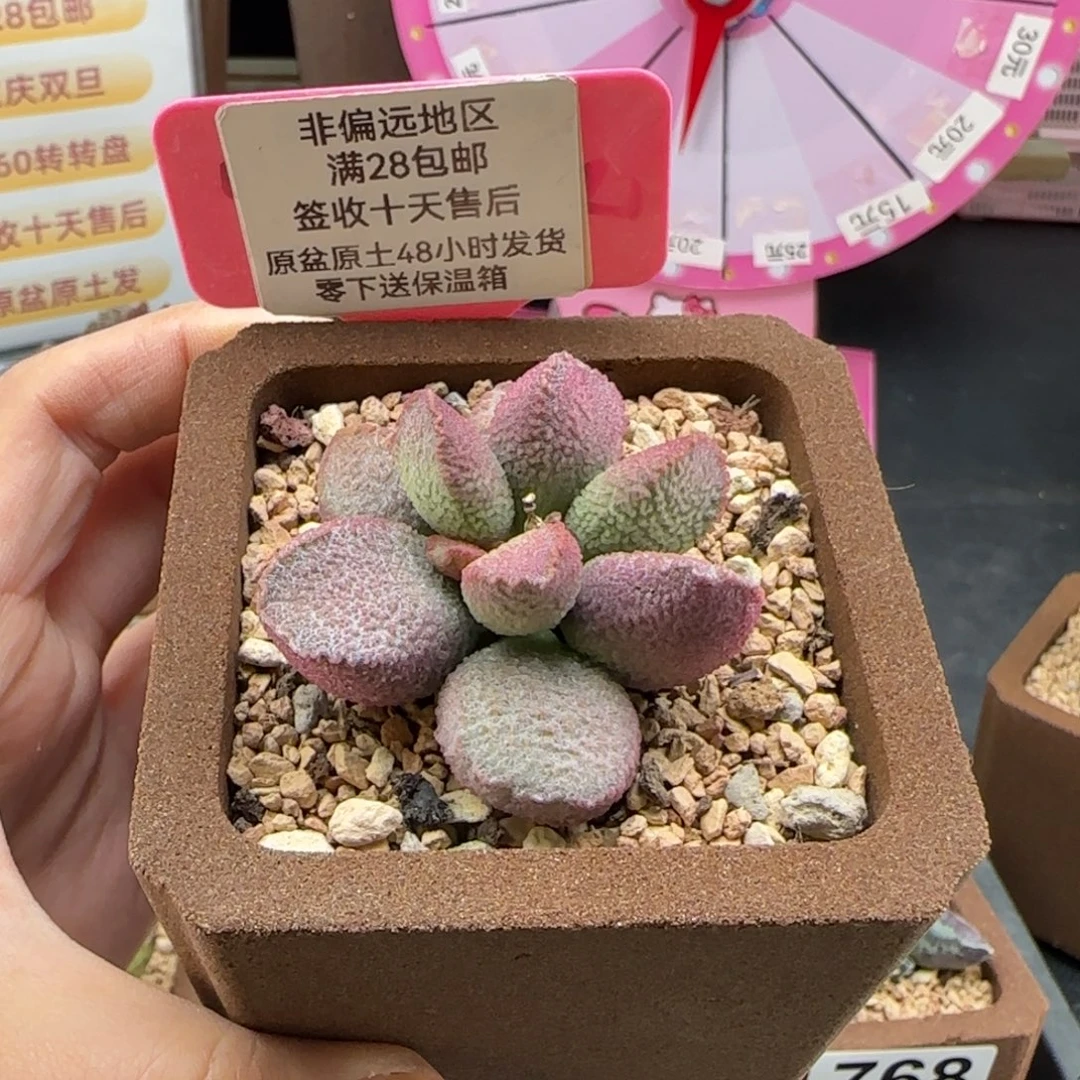 447赛猪肝多肉植物