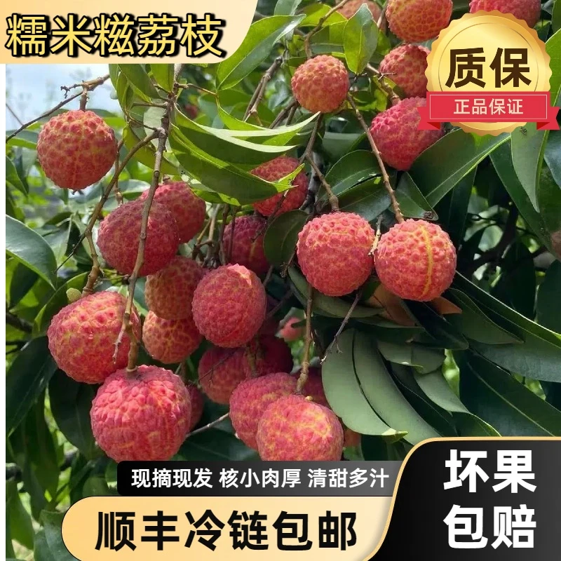 【顺丰包邮】东莞荔枝糯米糍荔枝新鲜采摘当季水果肉厚核小清甜水果
