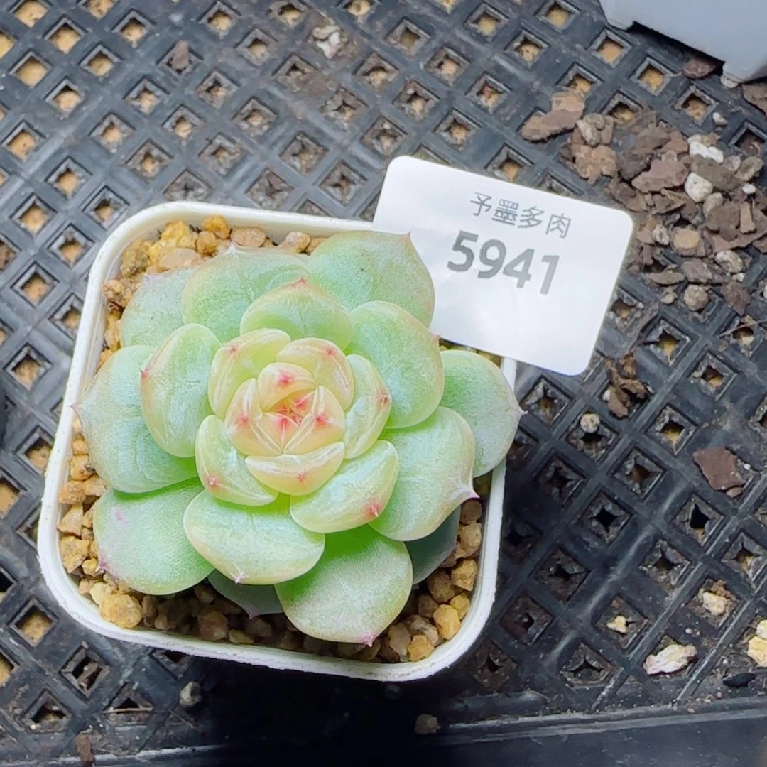 白玉珍妮，5941多肉植物