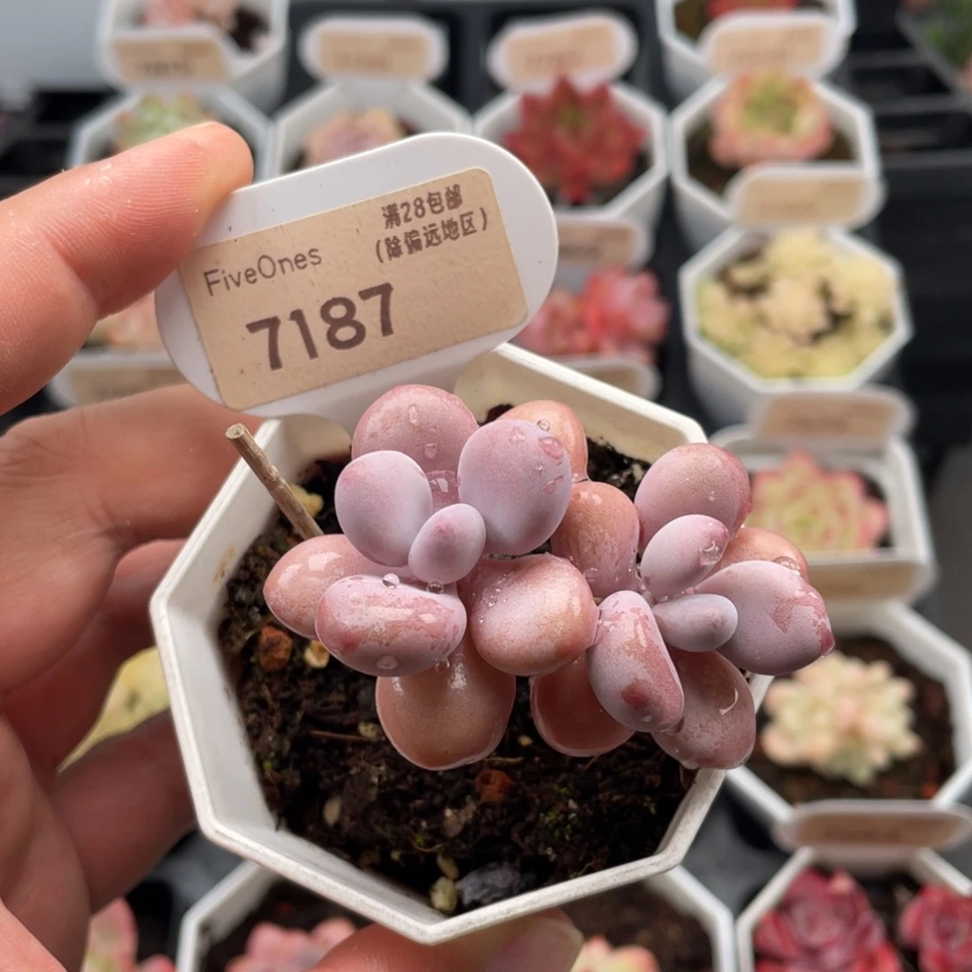 桃蛋7187-6.0厘米