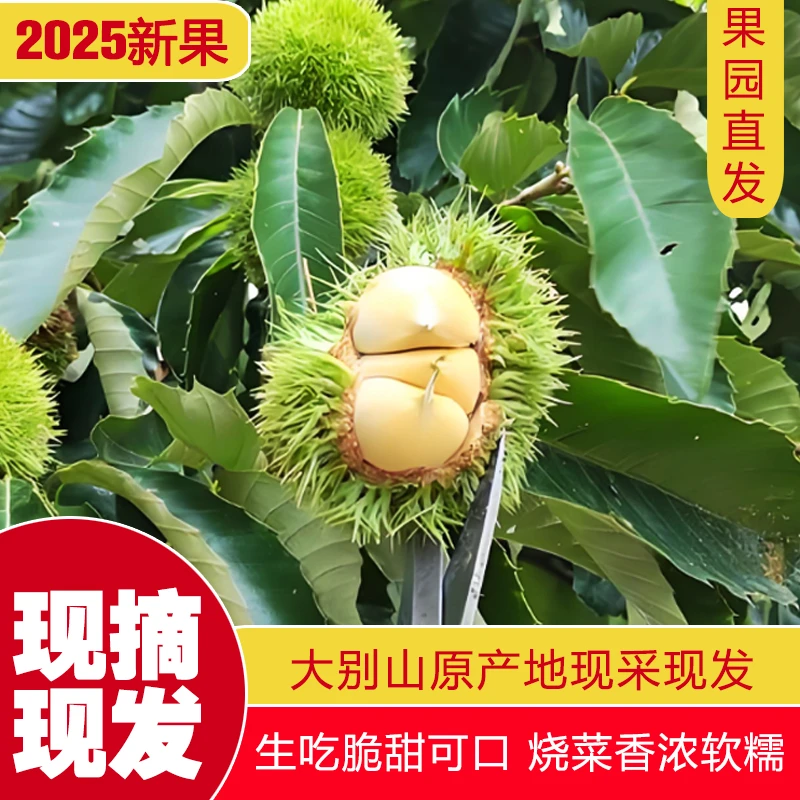 【嫩板栗】大别山新鲜现摘嫩板栗香甜脆口内皮好剥即食