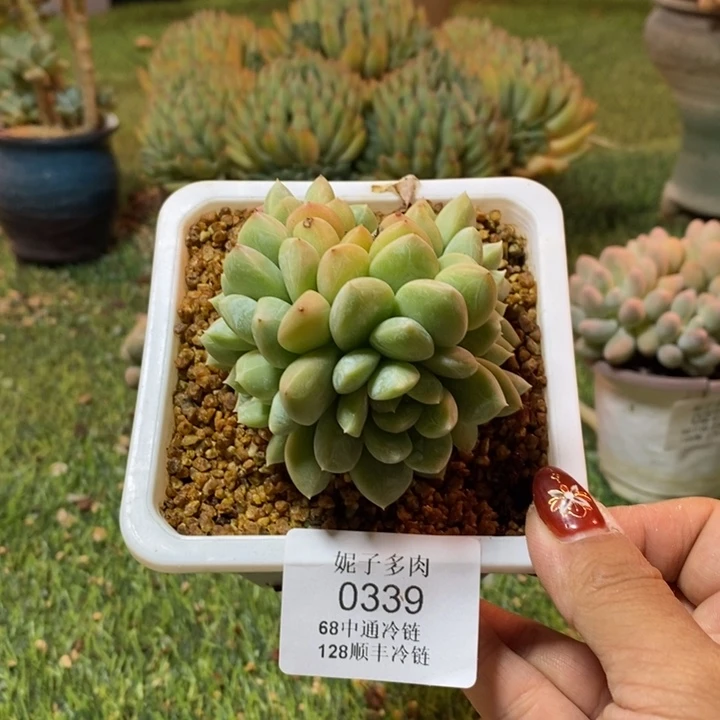 百达翡翠0339 不满68请拍冷链