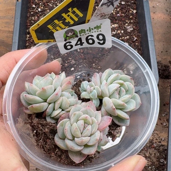 多肉植物多肉植物