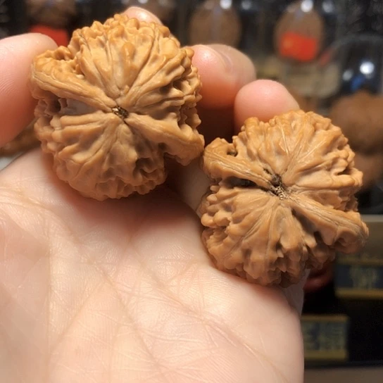 ?**?野生小众：秦鸡37尺