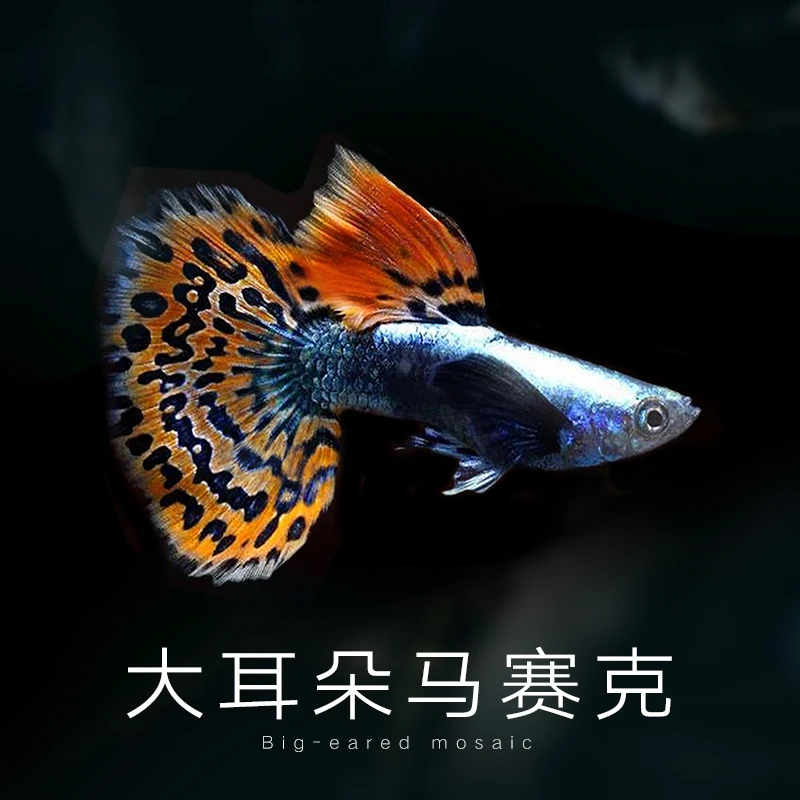 大耳朵马赛克孔雀鱼热带杂袍小型淡水观赏鱼活体好养耐活适合新手