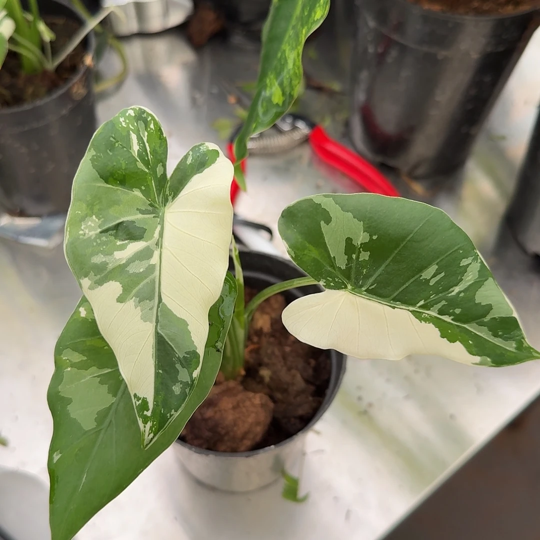 无花朵冲绳银海芋福利