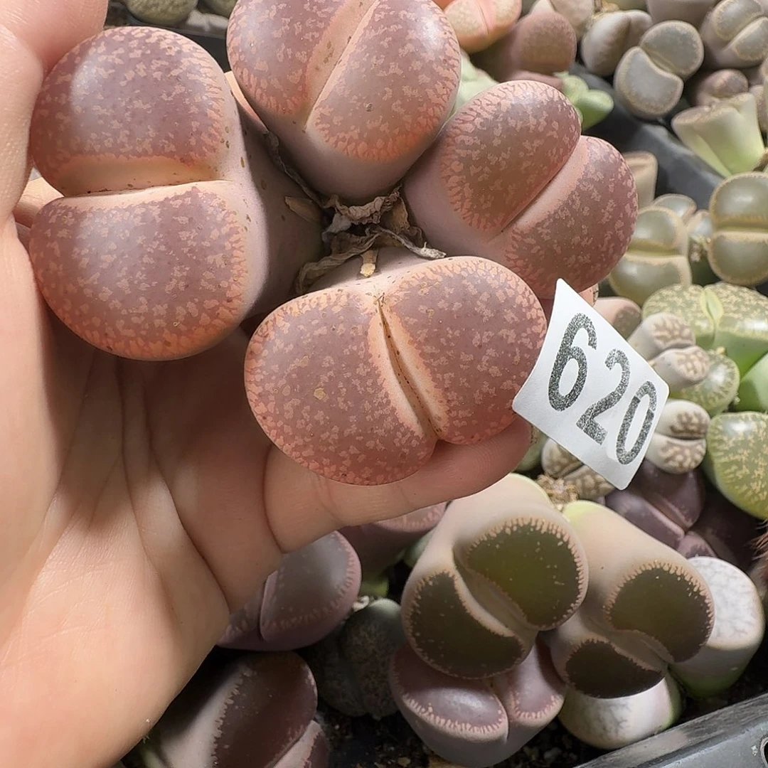 刘***岩生石花一物一拍4头620