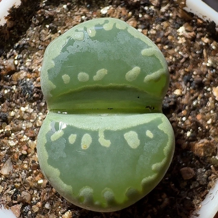 生石花1112222。  373