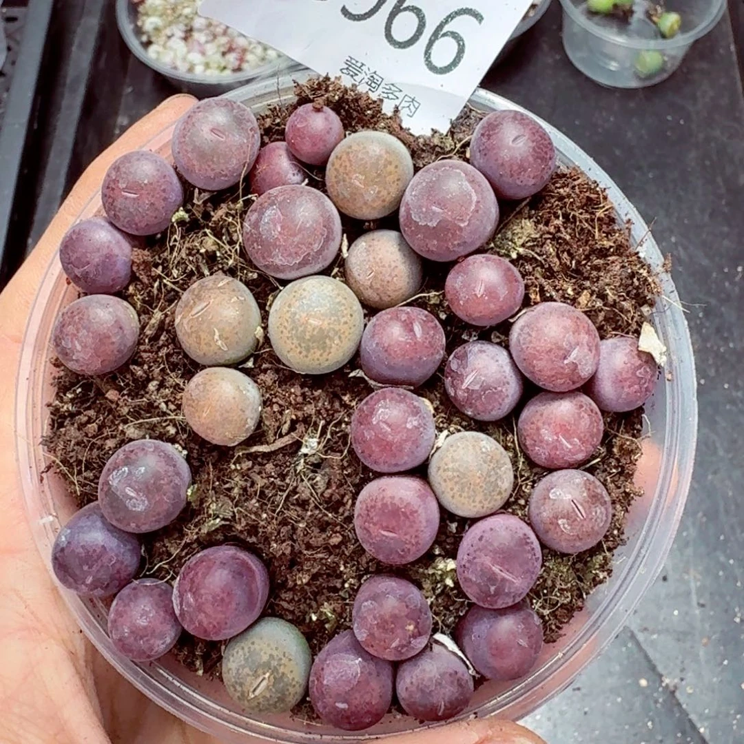 8966––零下地区需拍保温箱