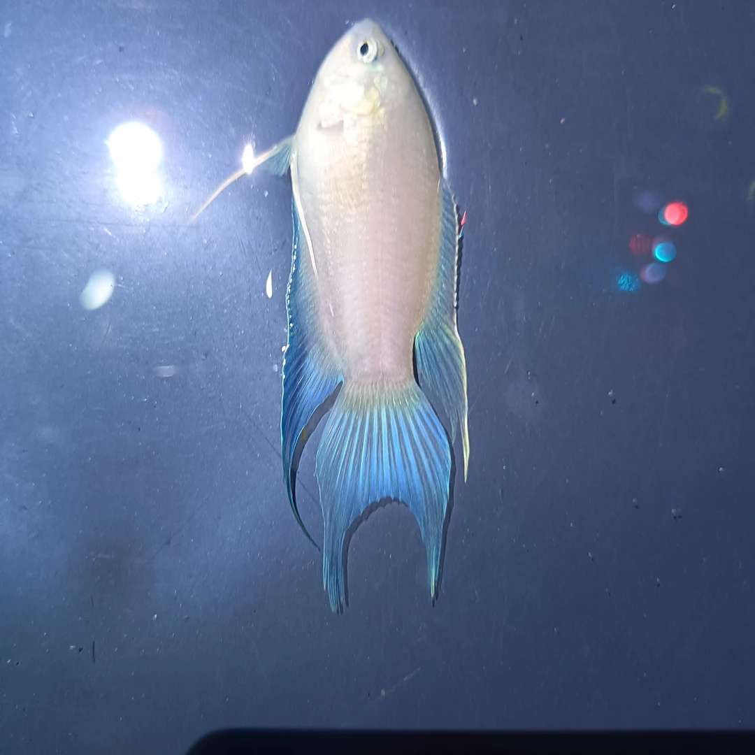 澳火苗子中国斗鱼冷水小型观赏鱼耐活好养适合新手养殖小鱼