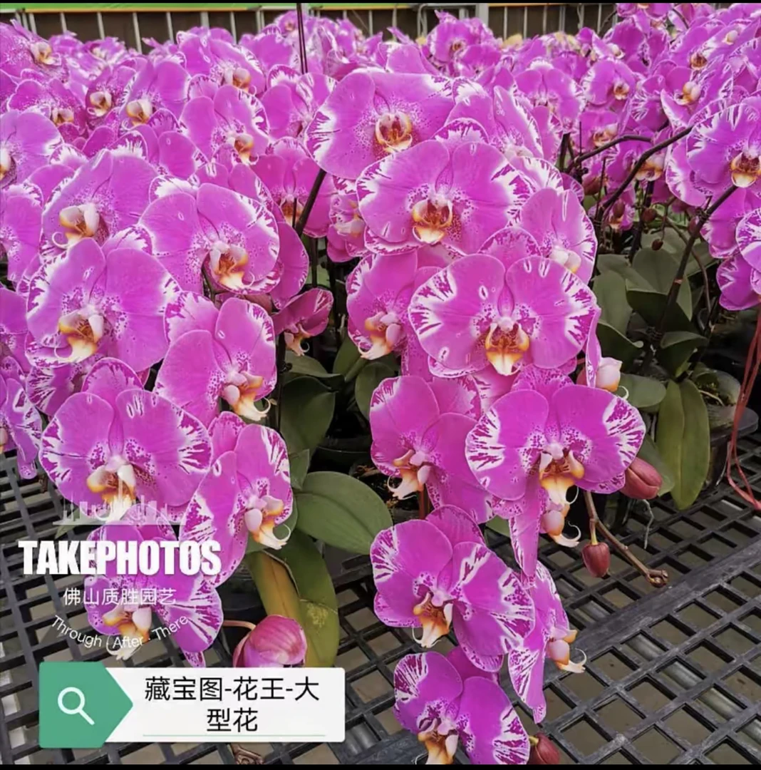 藏宝图1.7小苗无花剑34号色