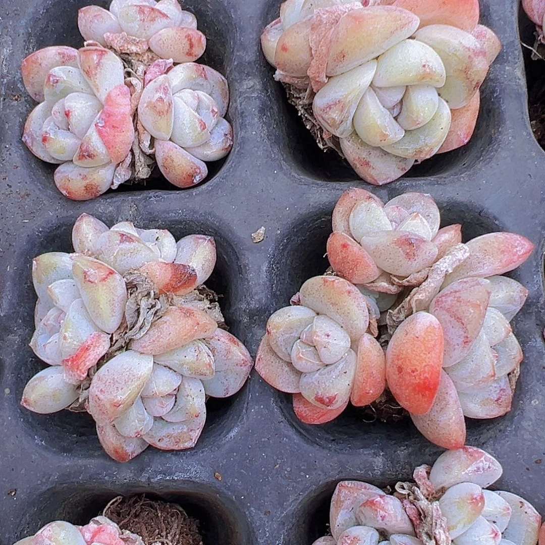 冰玉群苗5颗19包邮多肉