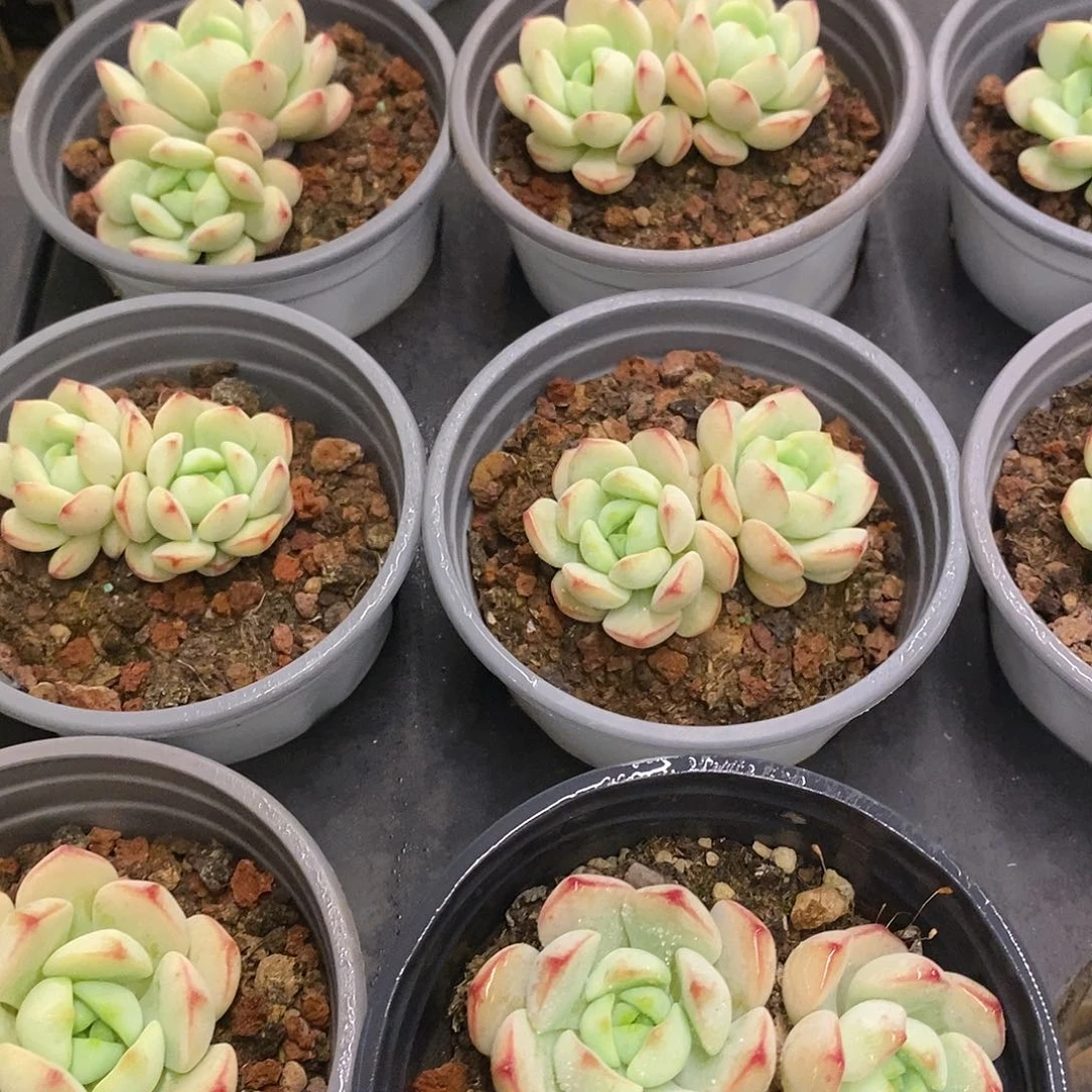 团。多头小香草。福利多多