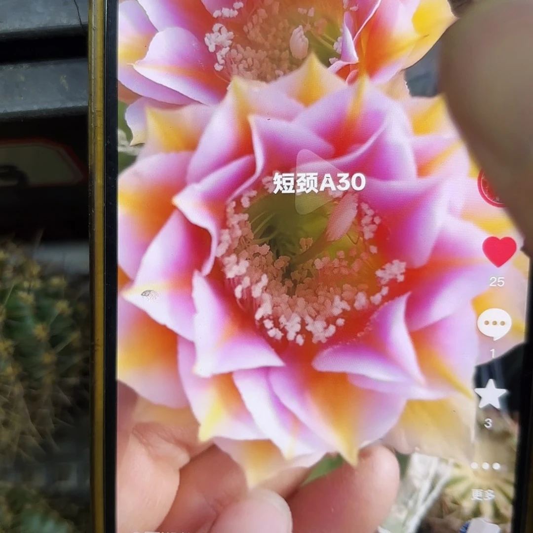 A30彩侧牙20包邮24