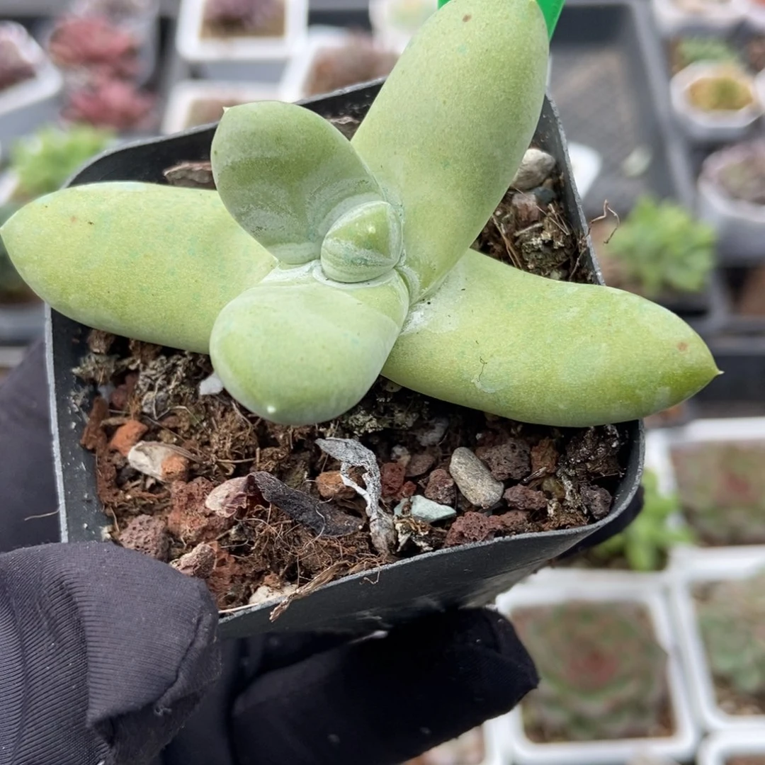 975拇指多肉植物多肉