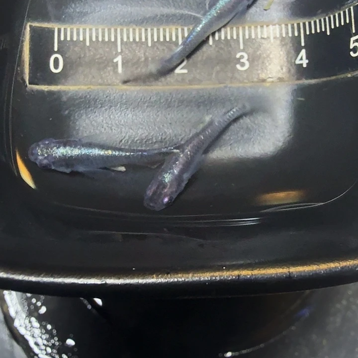 青鳉鱼70号拍品歌舞伎