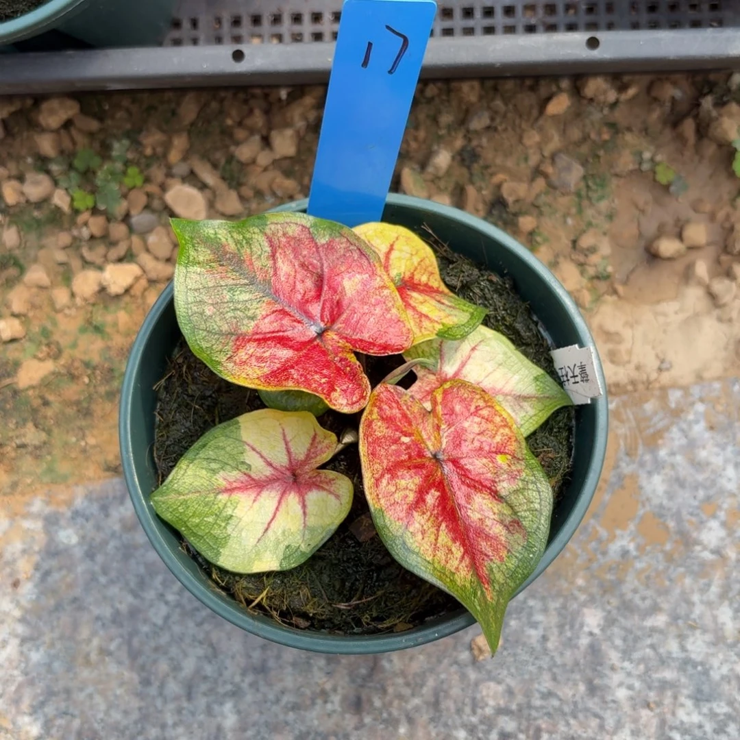 擎天柱小苗泰国彩叶芋17-0918