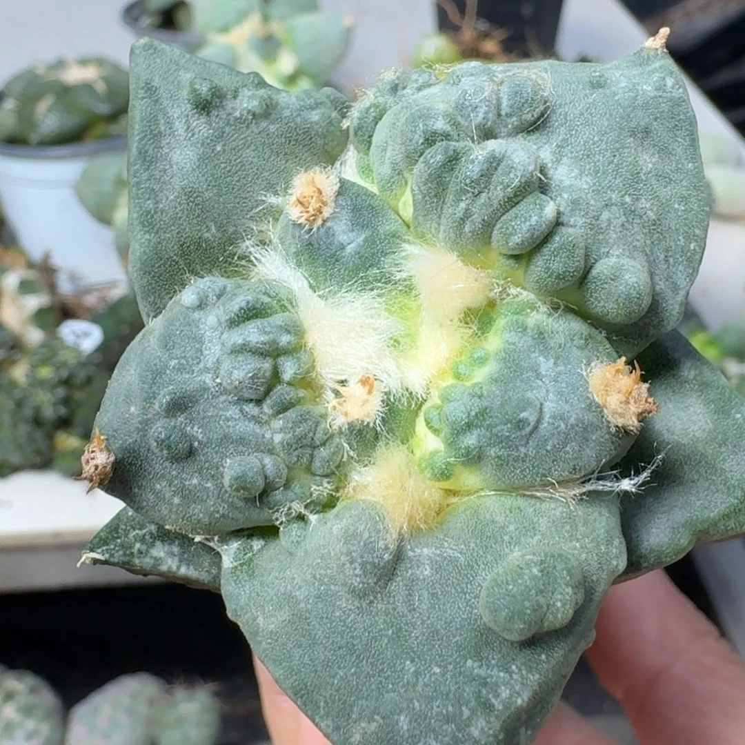 【闪购商品】无花朵精品瀑布涛696