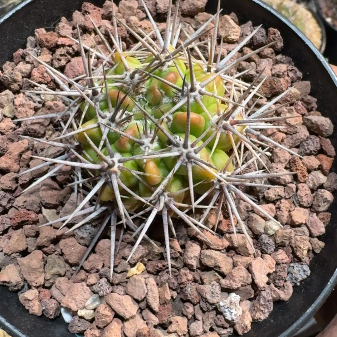 *****仙人球一物一拍恐龙