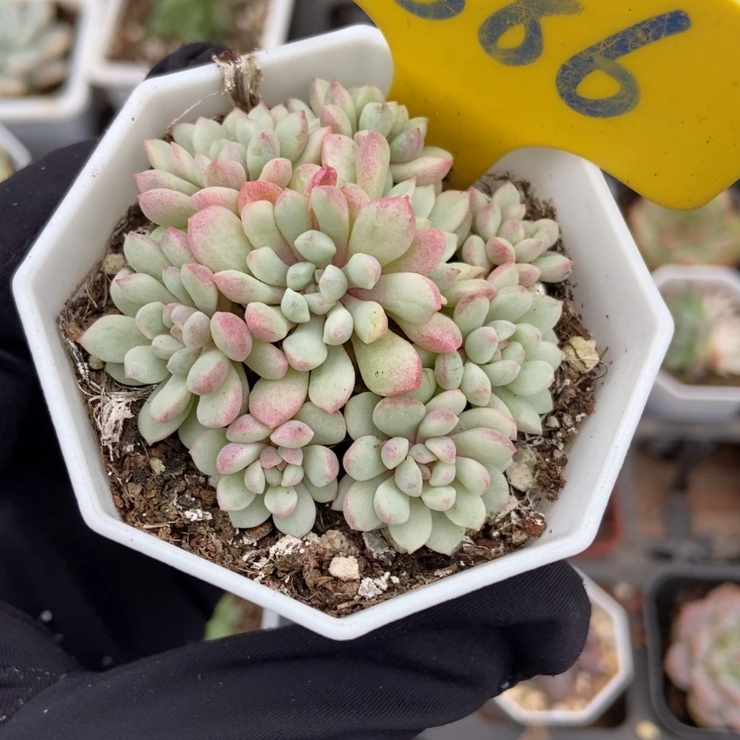 886红蛋锦多肉植物