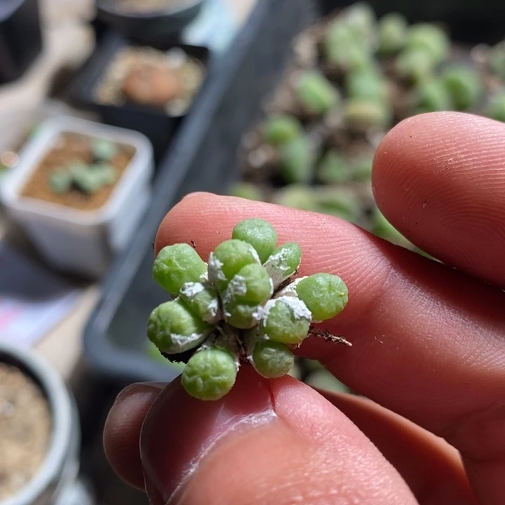 16226一个一个一个