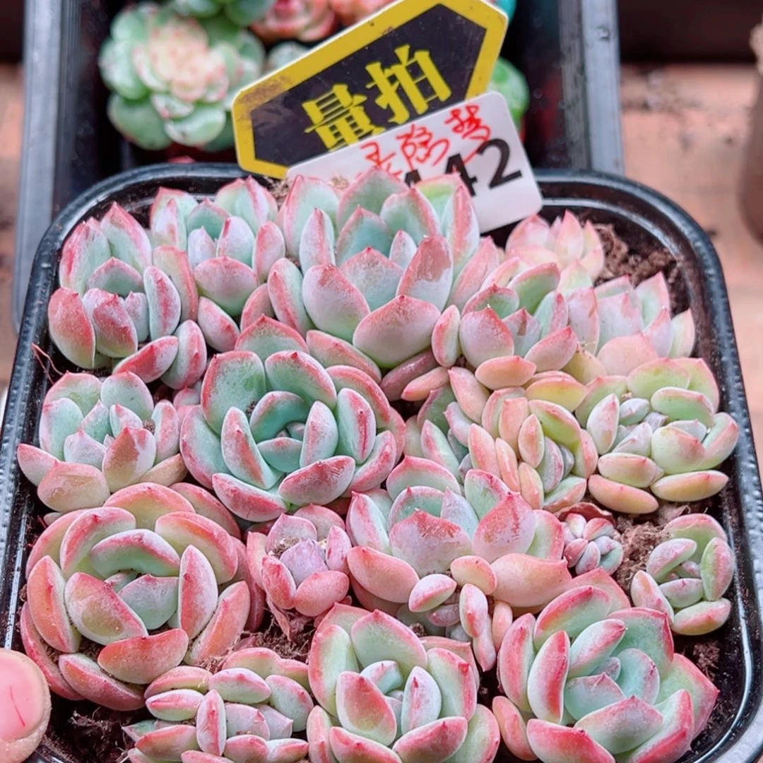 多肉植物多肉植物