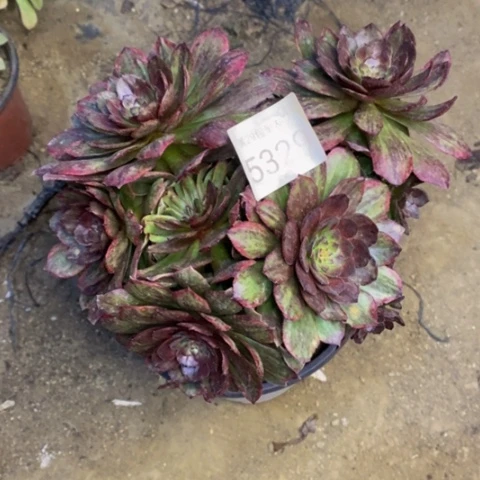 红丝绒多肉植物5329