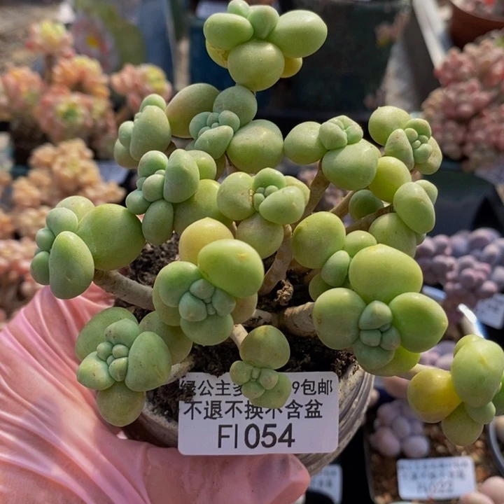 奶糕有砍8cm1054多肉植物