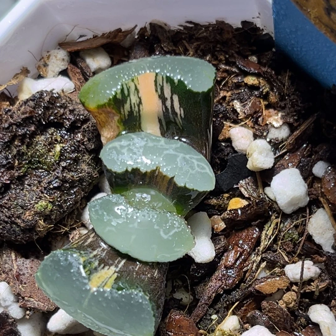 恭喜发财大吉大利786