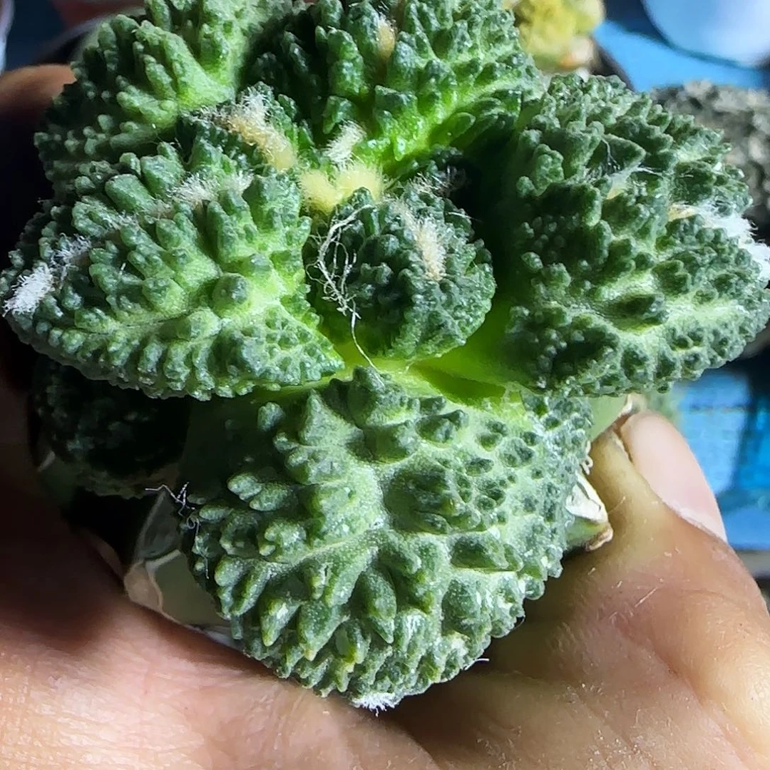 丸尤哥斯拉813仙人球