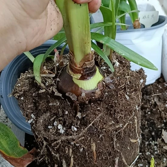 无花朵安吉拉5+带7个侧