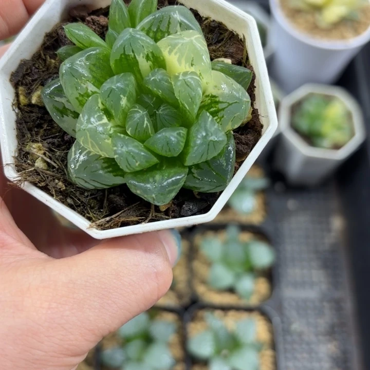 花火玉露锦多肉植物