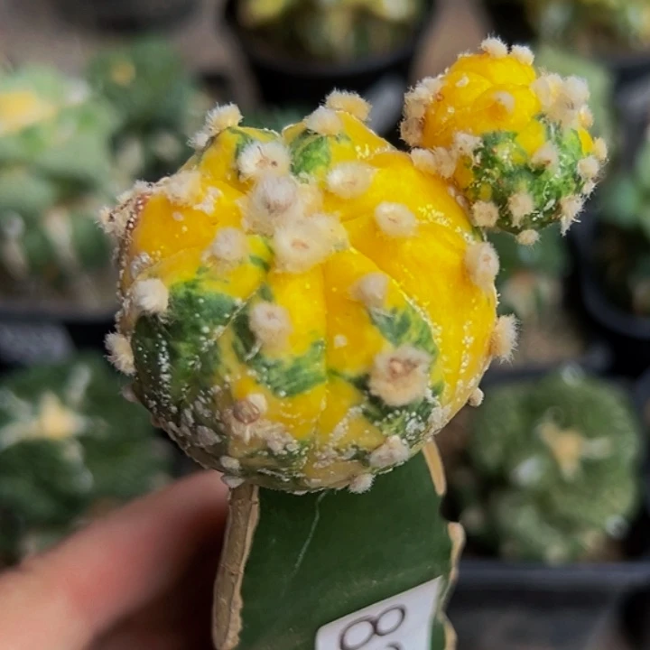 无花朵散班兜锦823