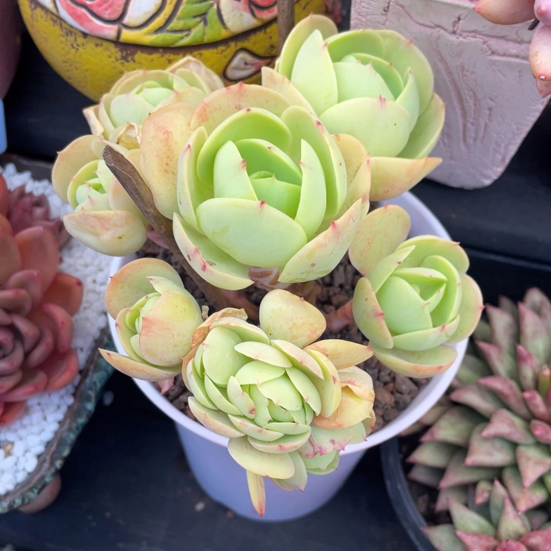 多肉植物盆栽多肉植物