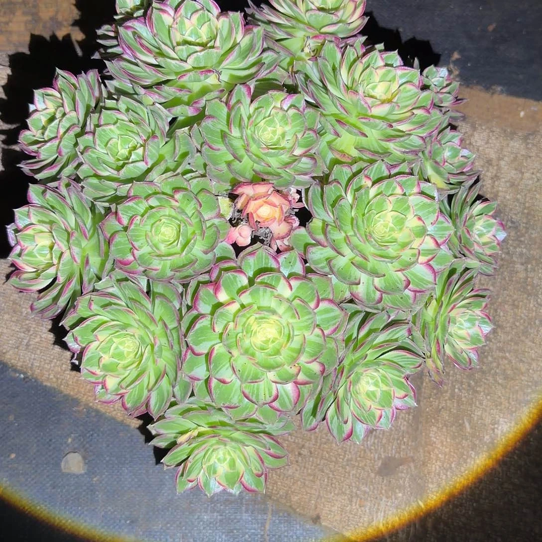 荣***者多肉法师，万花筒，做保温2层