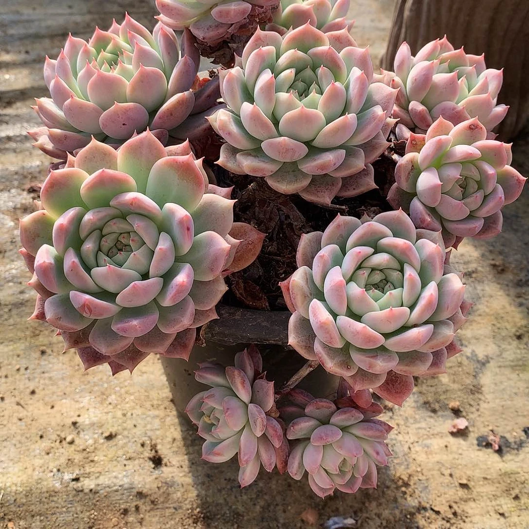 霜花多肉一物一拍