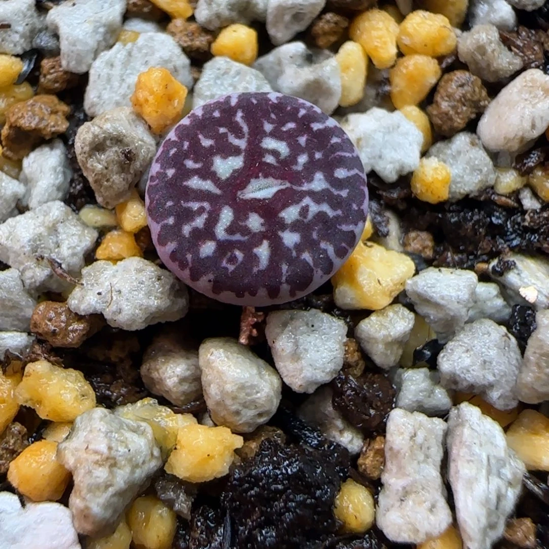 墨小锥多肉植物一颗