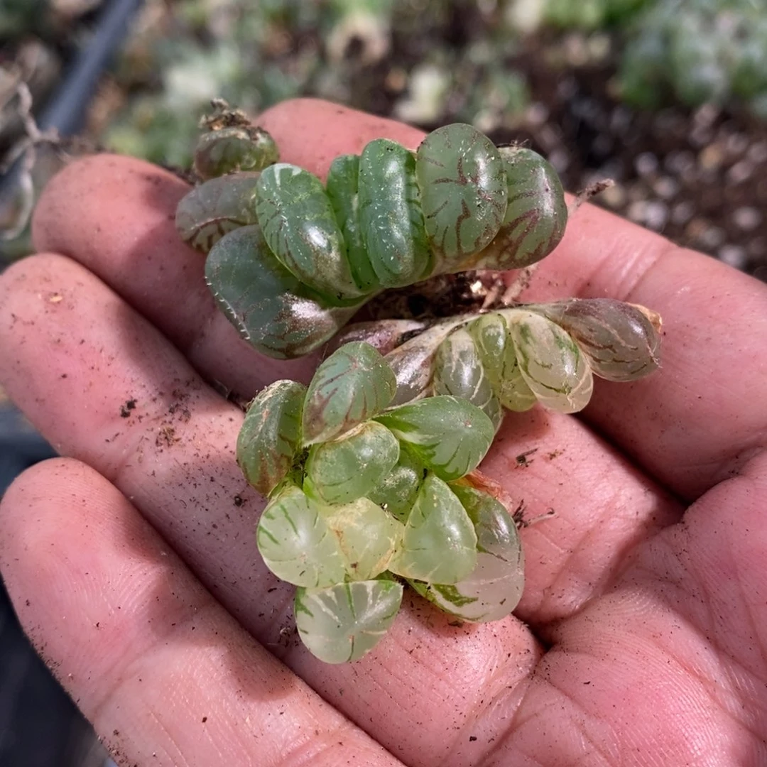 1996 一组雨露。超级福利