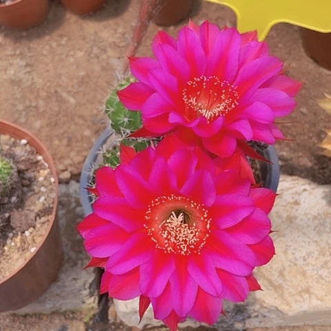 英仙人掌彩草A085摘花脱土发货