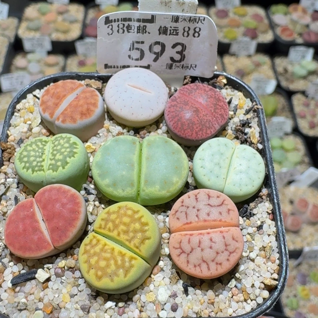Ssss精品生石花593