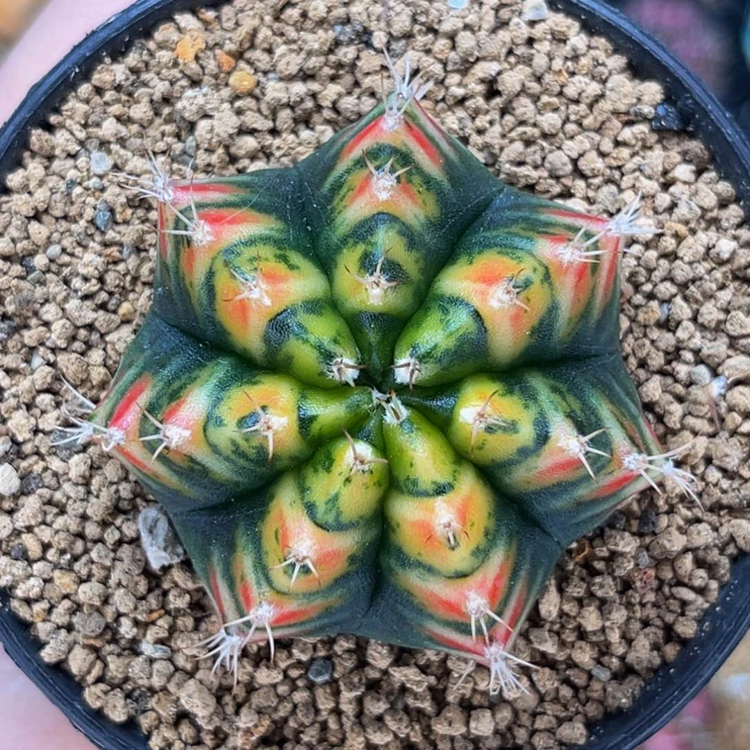 金蝉子 米哈仙人球