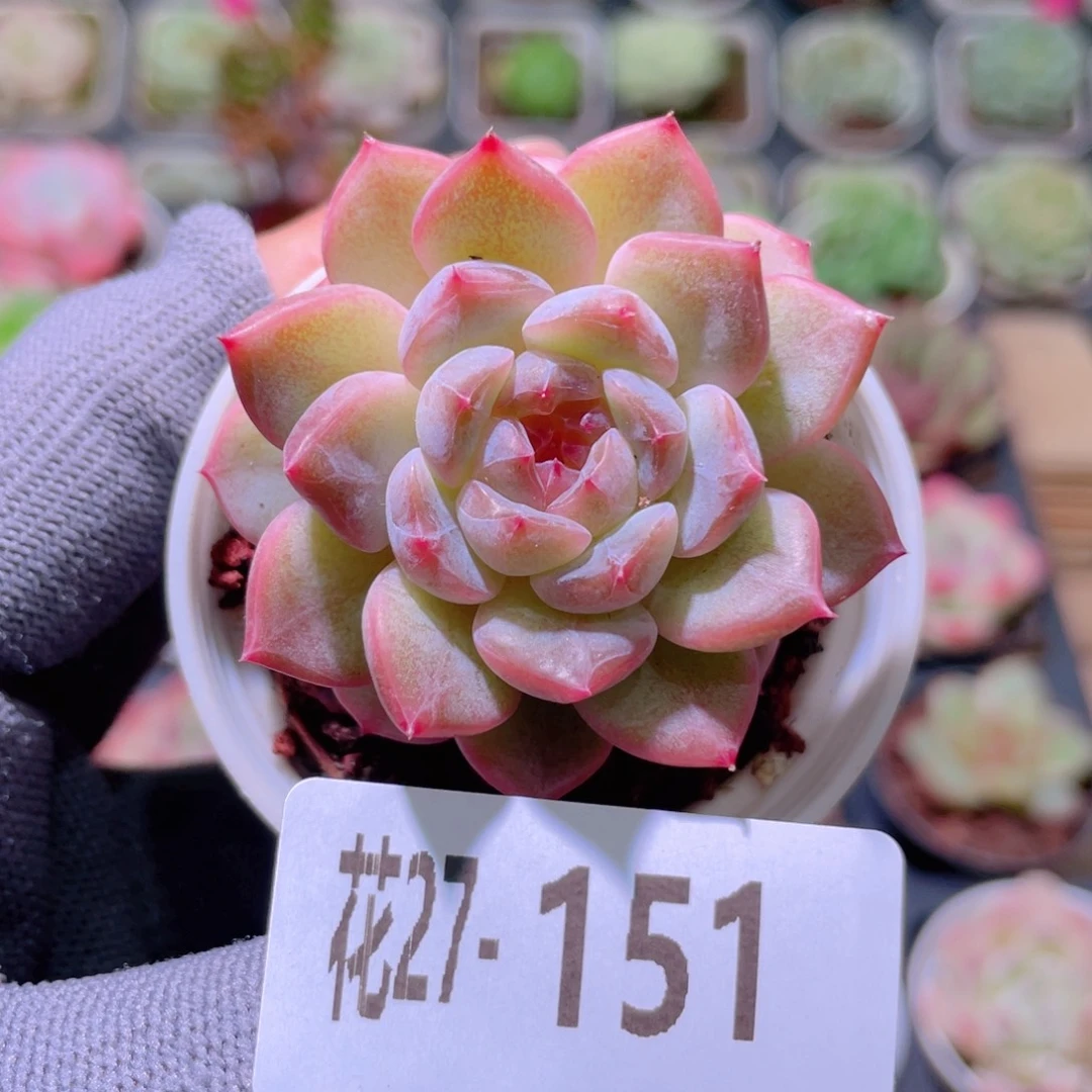 花利美27-151新品