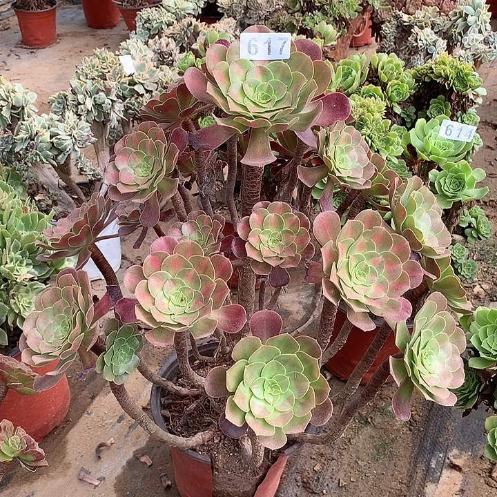多肉植物花那锦617号