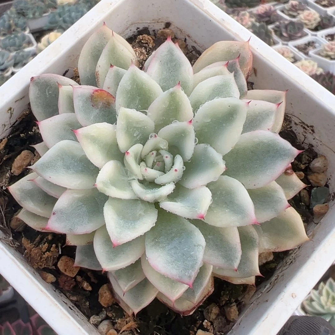 原始绿爪锦，覆轮锦叶子有伤特价