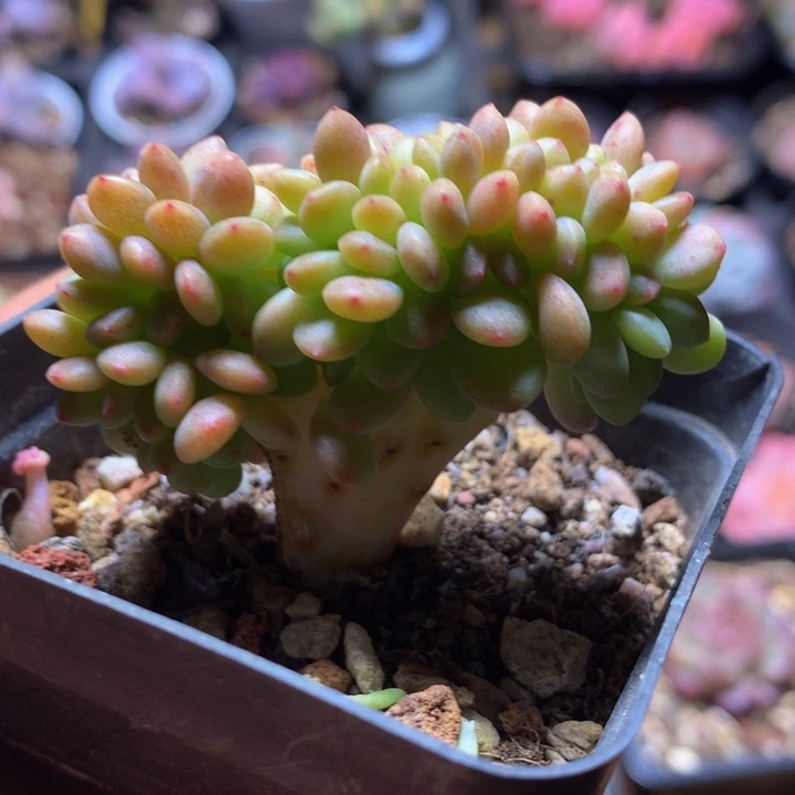 香格里拉缀一嘴拍